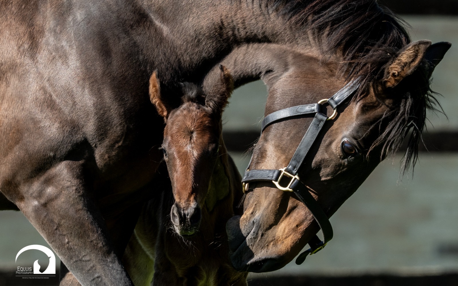 Arrivals for Chili Flag and Romina Power cap successful Newmarket foaling season