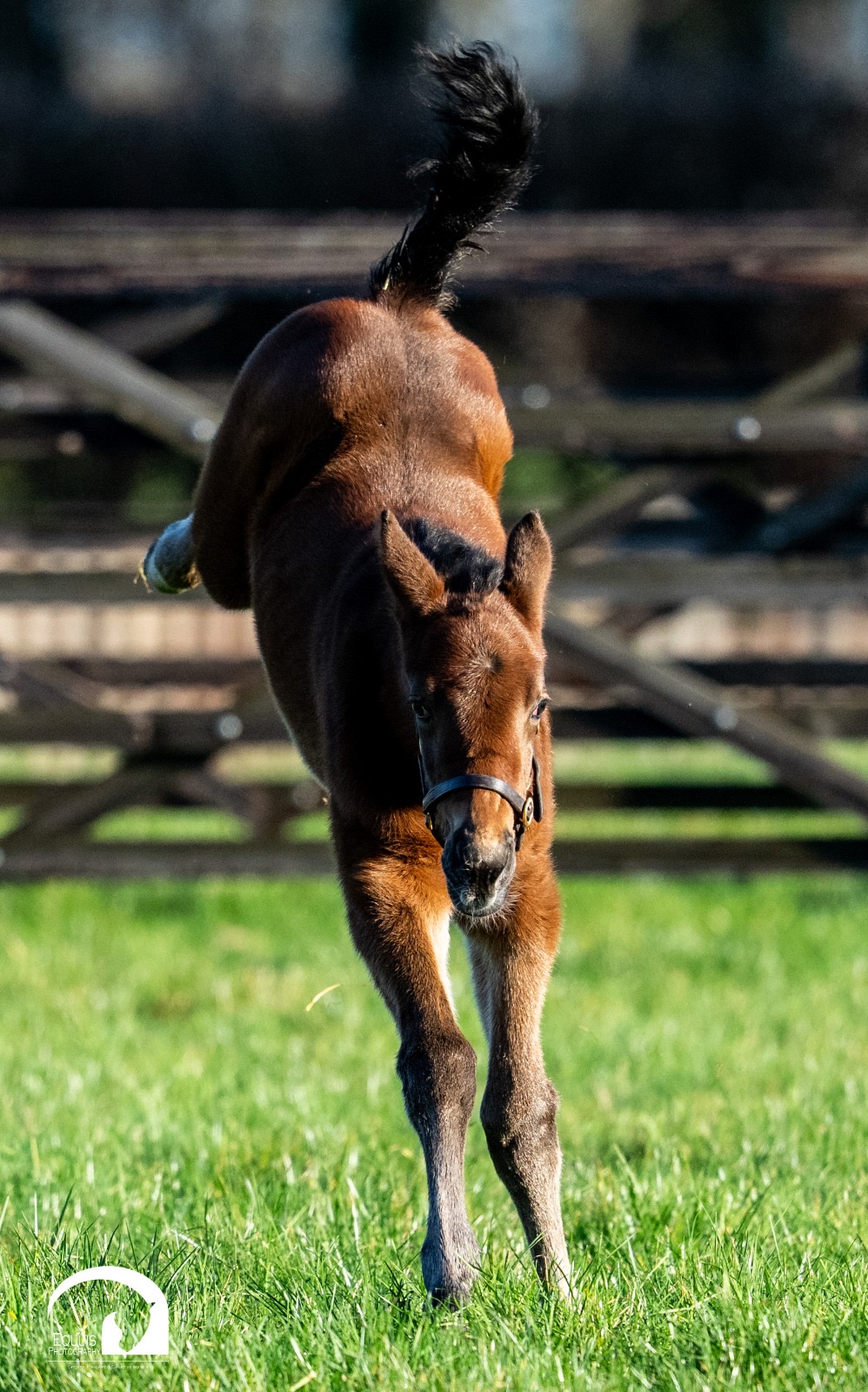 Fillies by Baaeed and Tapit add to busy foaling period