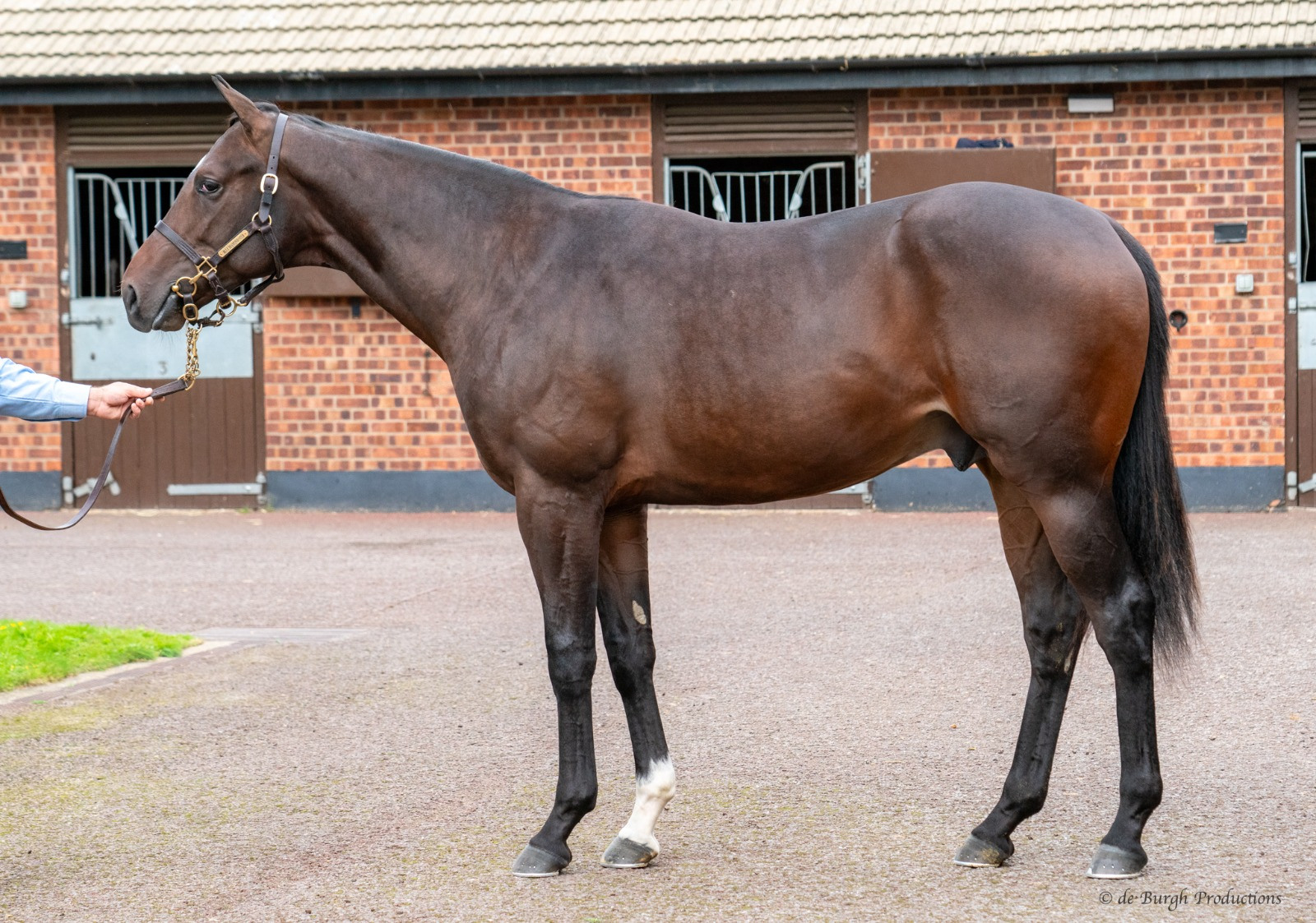 Deserved win for BDS-bred Star Of Stirling