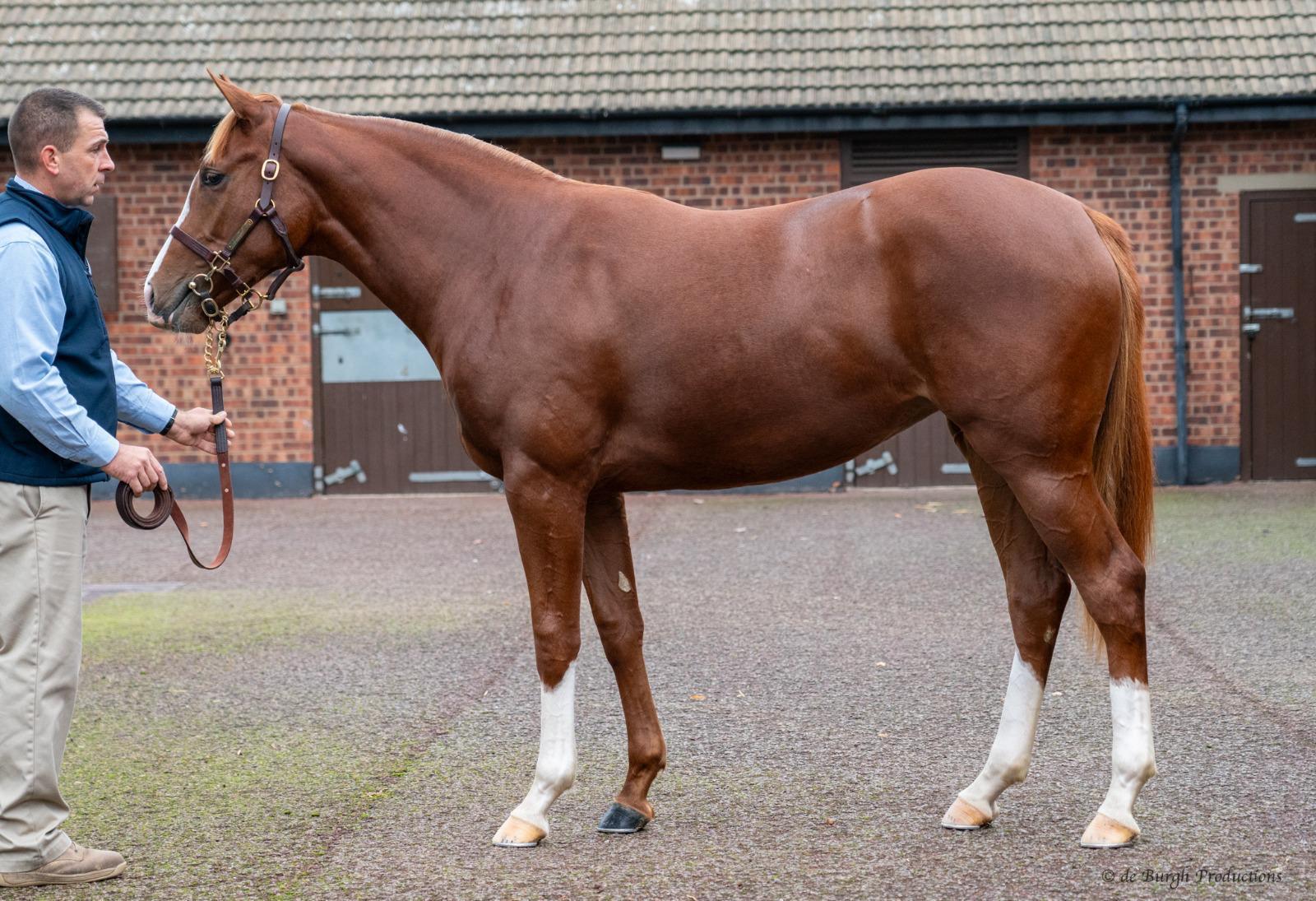 'A filly with a future' - BDS-bred What About Us impresses