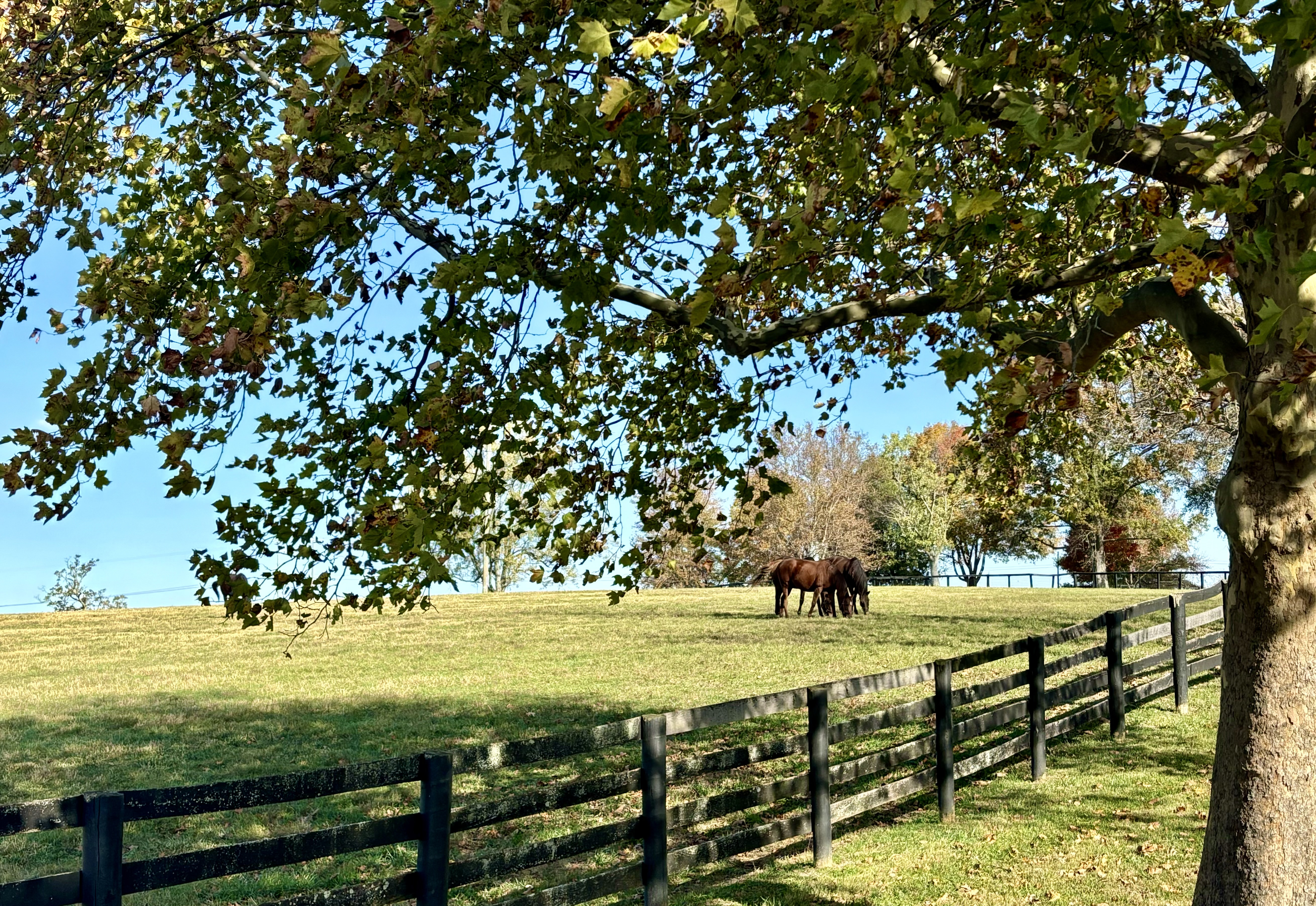 Rothko wins Blue Diamond Stud Julep Cup