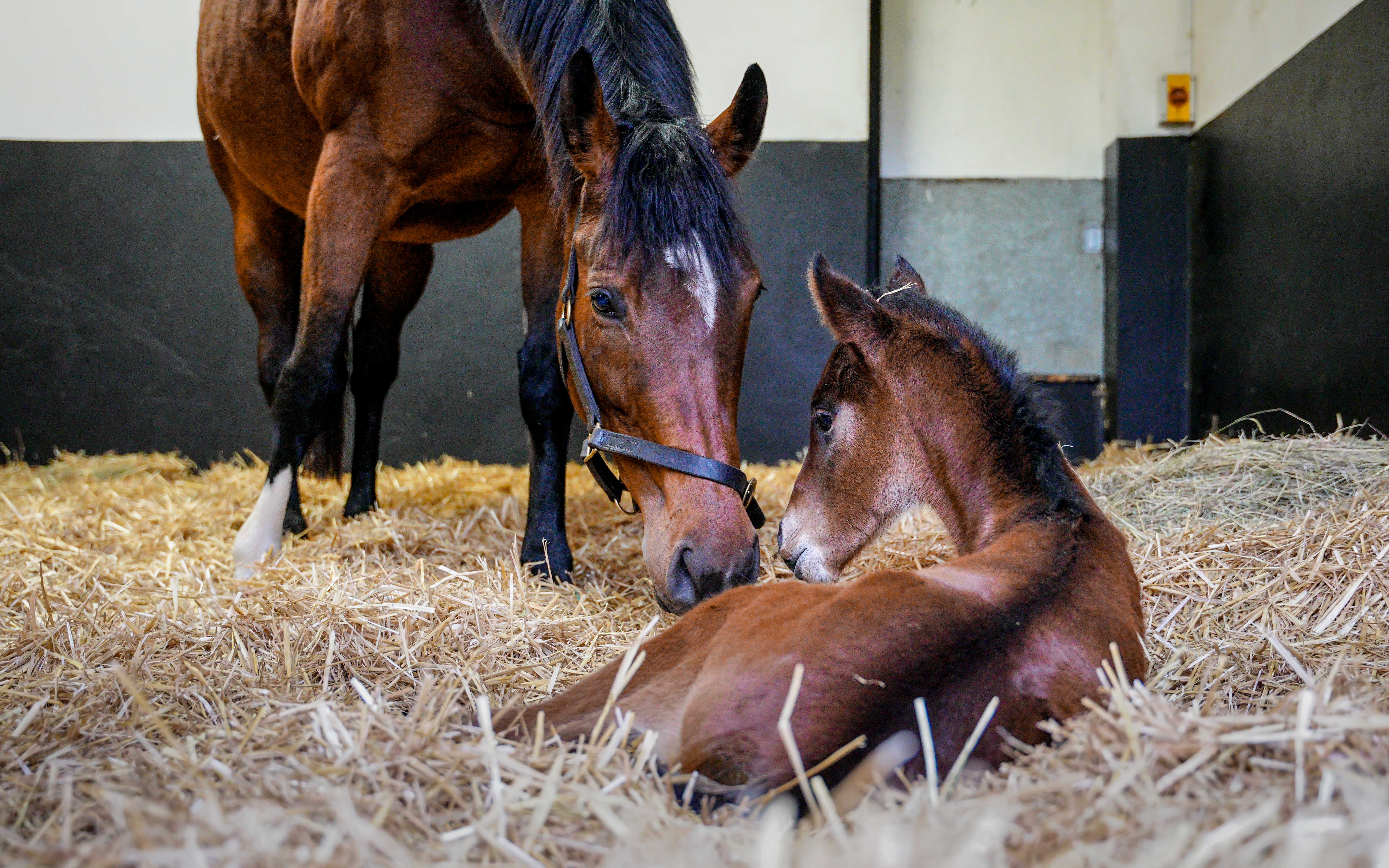 Strong quality first foal for Champion Nashwa