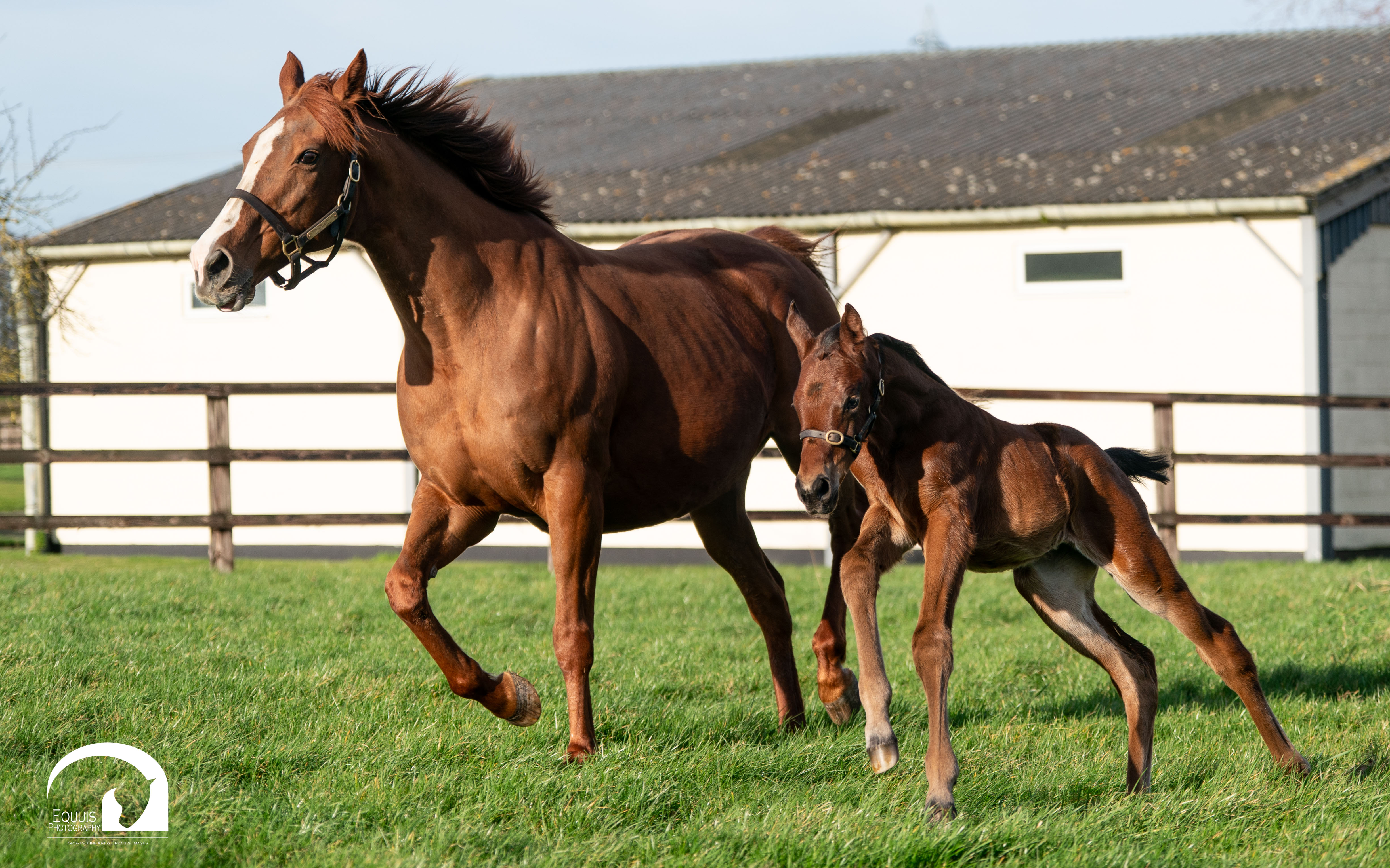 Arrival of a half-sister to Nashwa