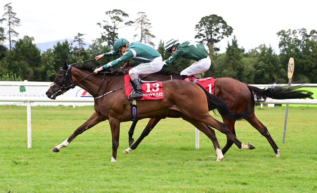 Lavender Breeze (IRE)