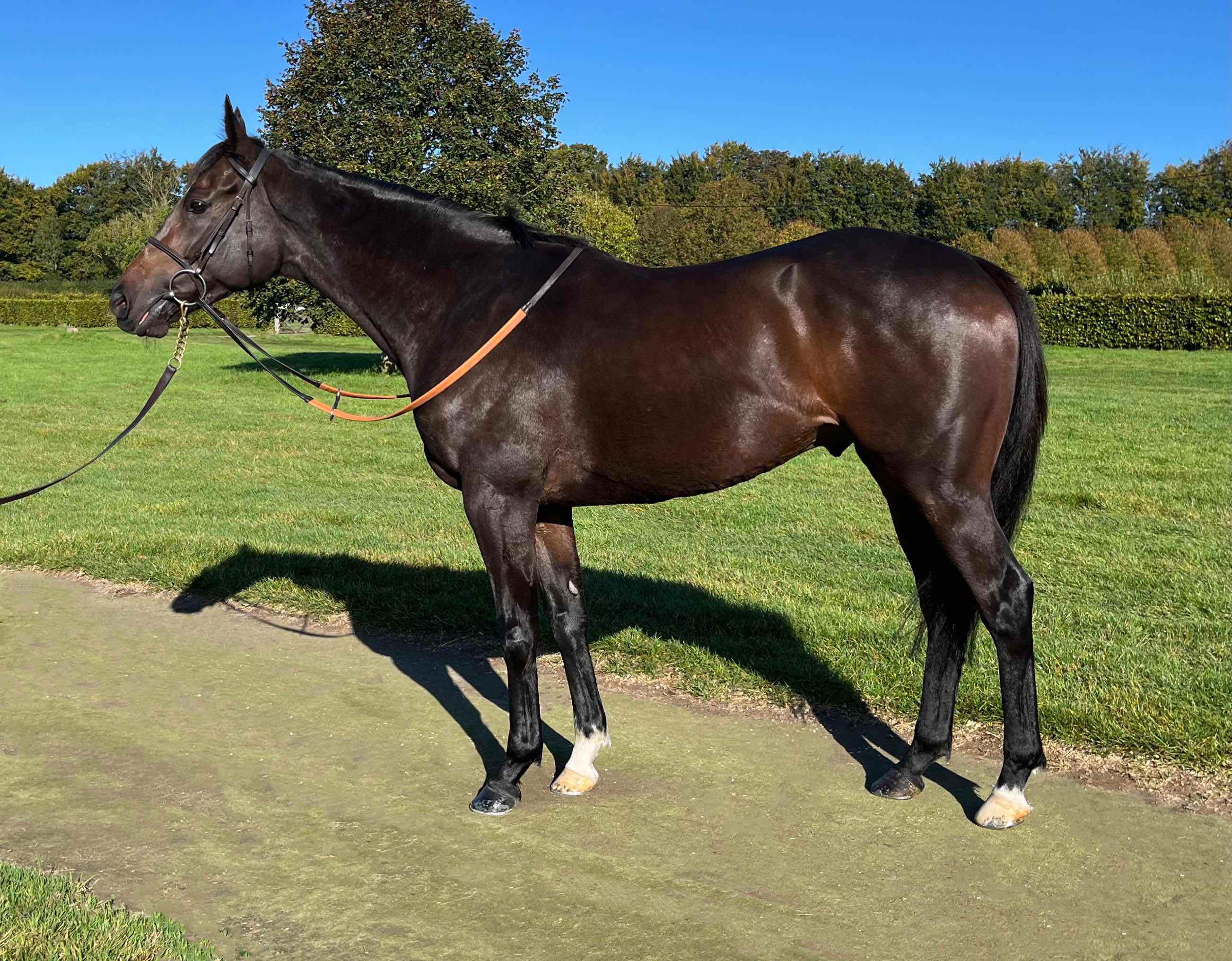 Another day, another winner as Merlin doubles up
