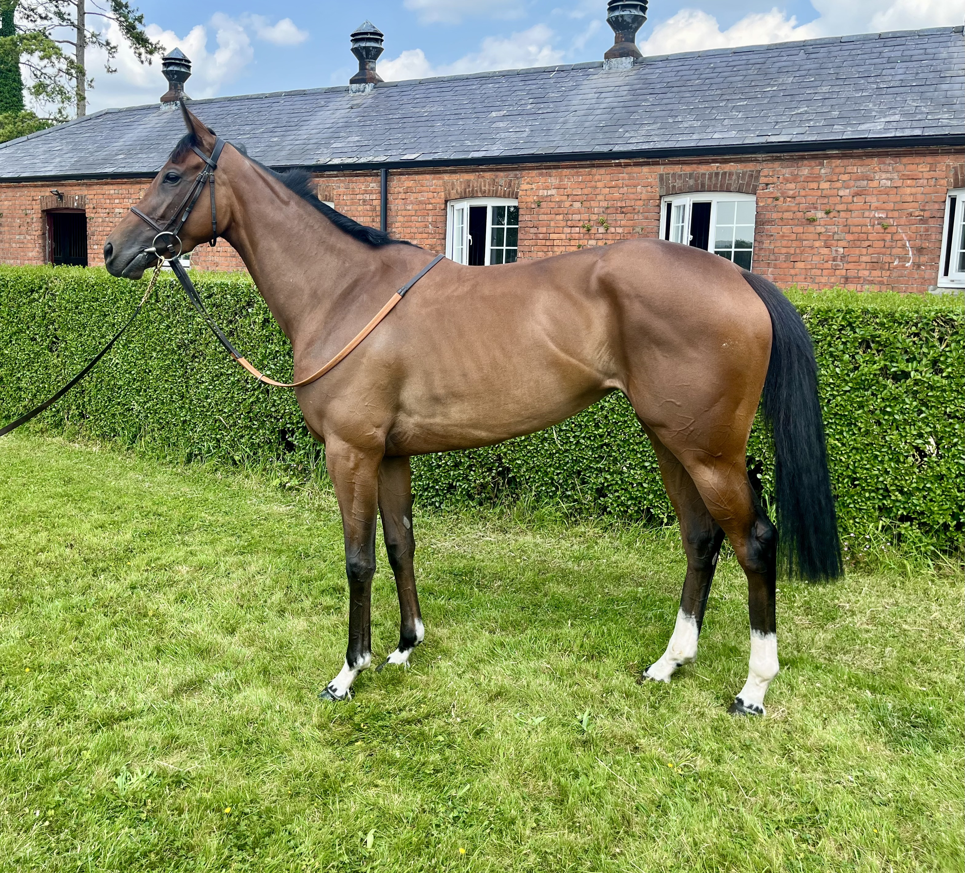 New win for stud graduate Ravishing Beauty