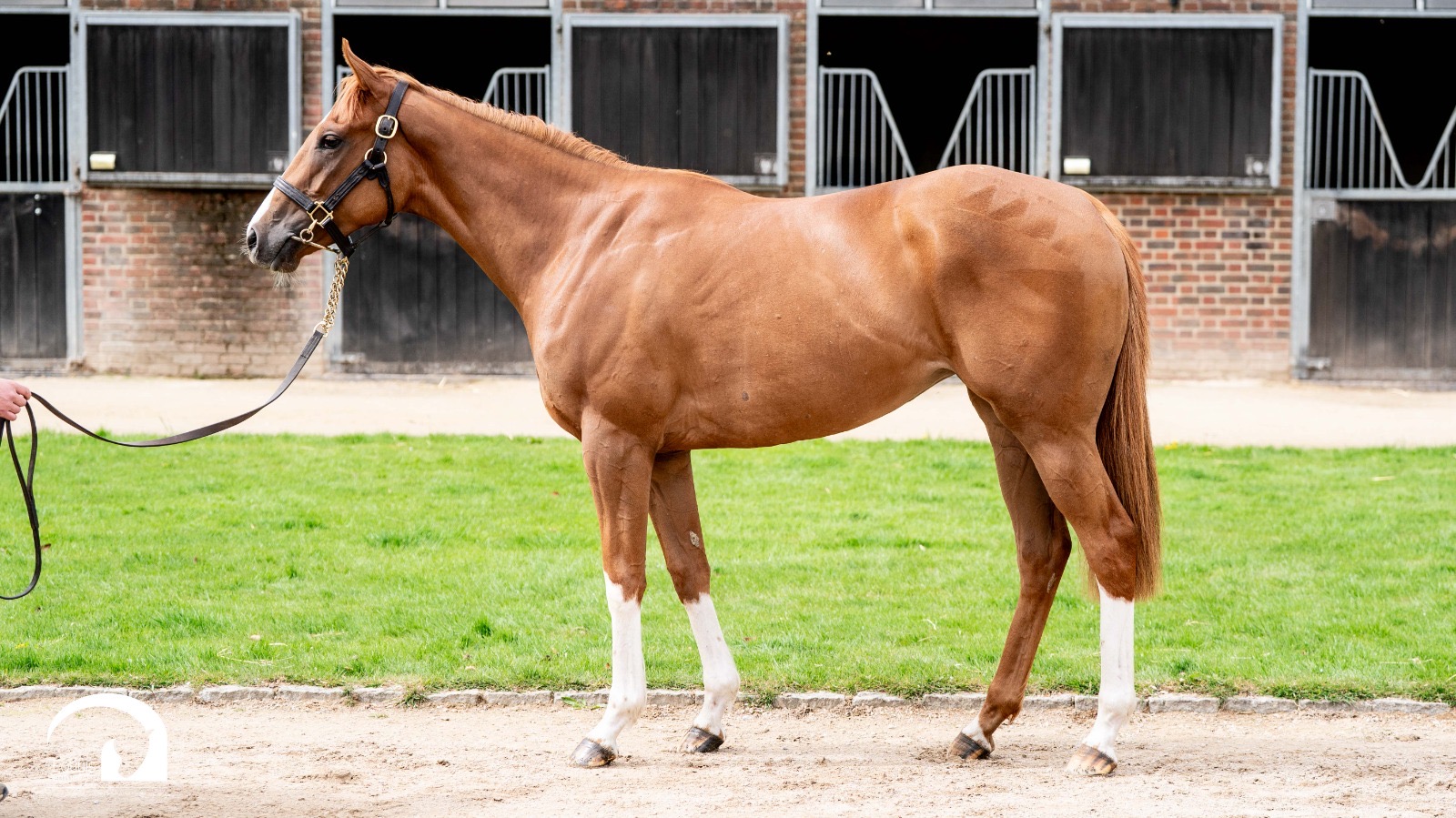 2024 New Bay filly out of LADY RASHA (GB)
