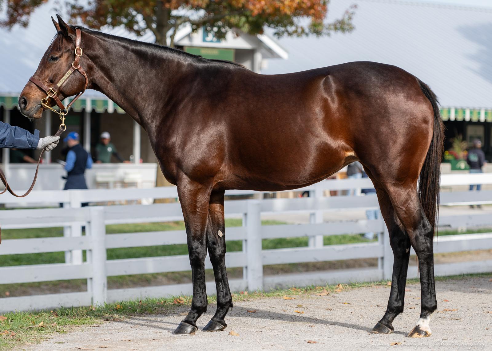 Angle of Attack (USA)