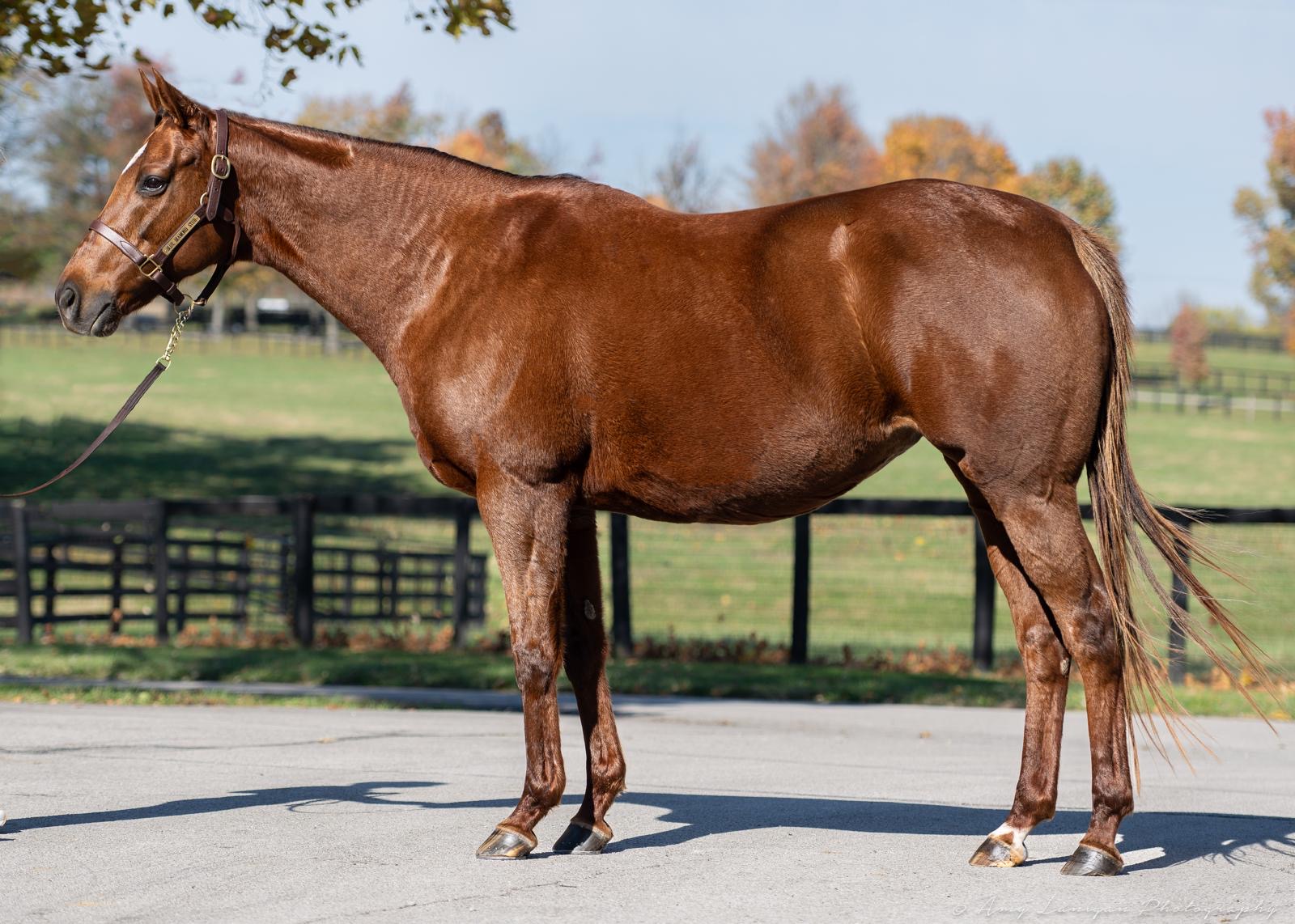 Star of Bristol (USA)