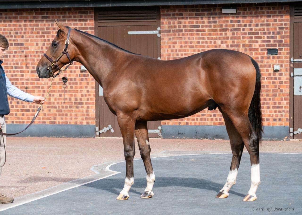 2024 Too Darn Hot colt out of NAJEEBA (GB)